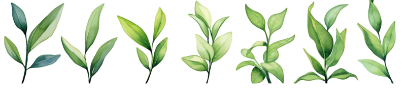 叶子图片,纹理元素,清新PNG,夏天免抠素材